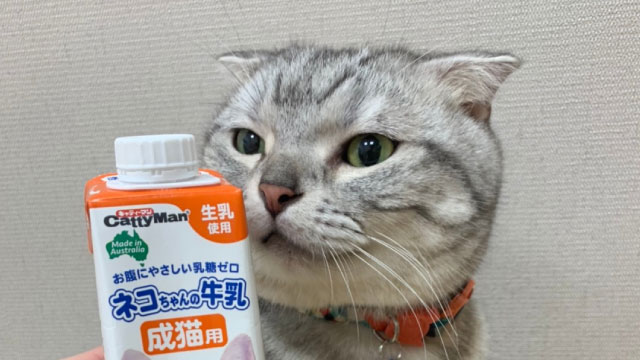 Read more about the article 【超萌臭咪特派員試喝CattyMan貓用牛奶🍼】