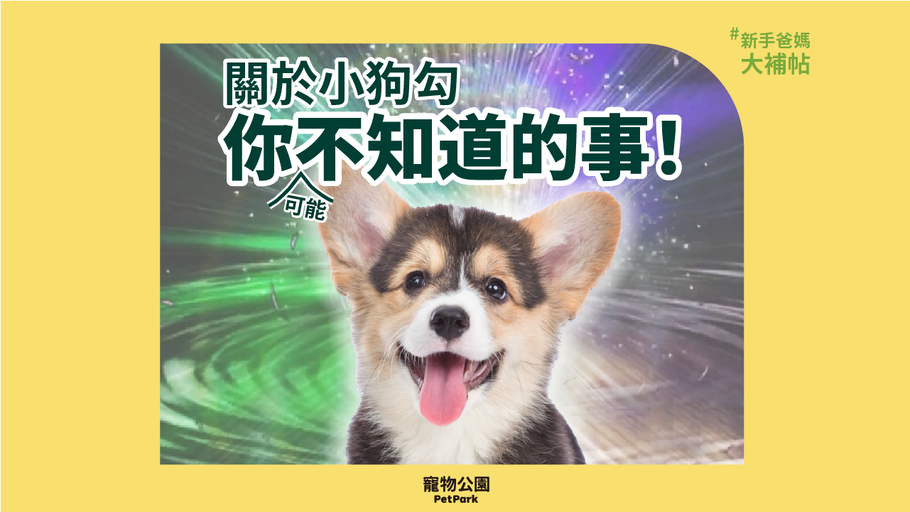 關於小狗勾,你可能不知道的事! | 寵物公園PetPark
