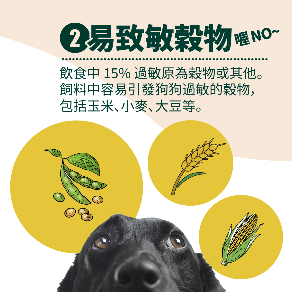 飲食中 15% 過敏原為穀物或其他。
飼料中容易引發狗狗過敏的穀物，
包括玉米、小麥、大豆等。