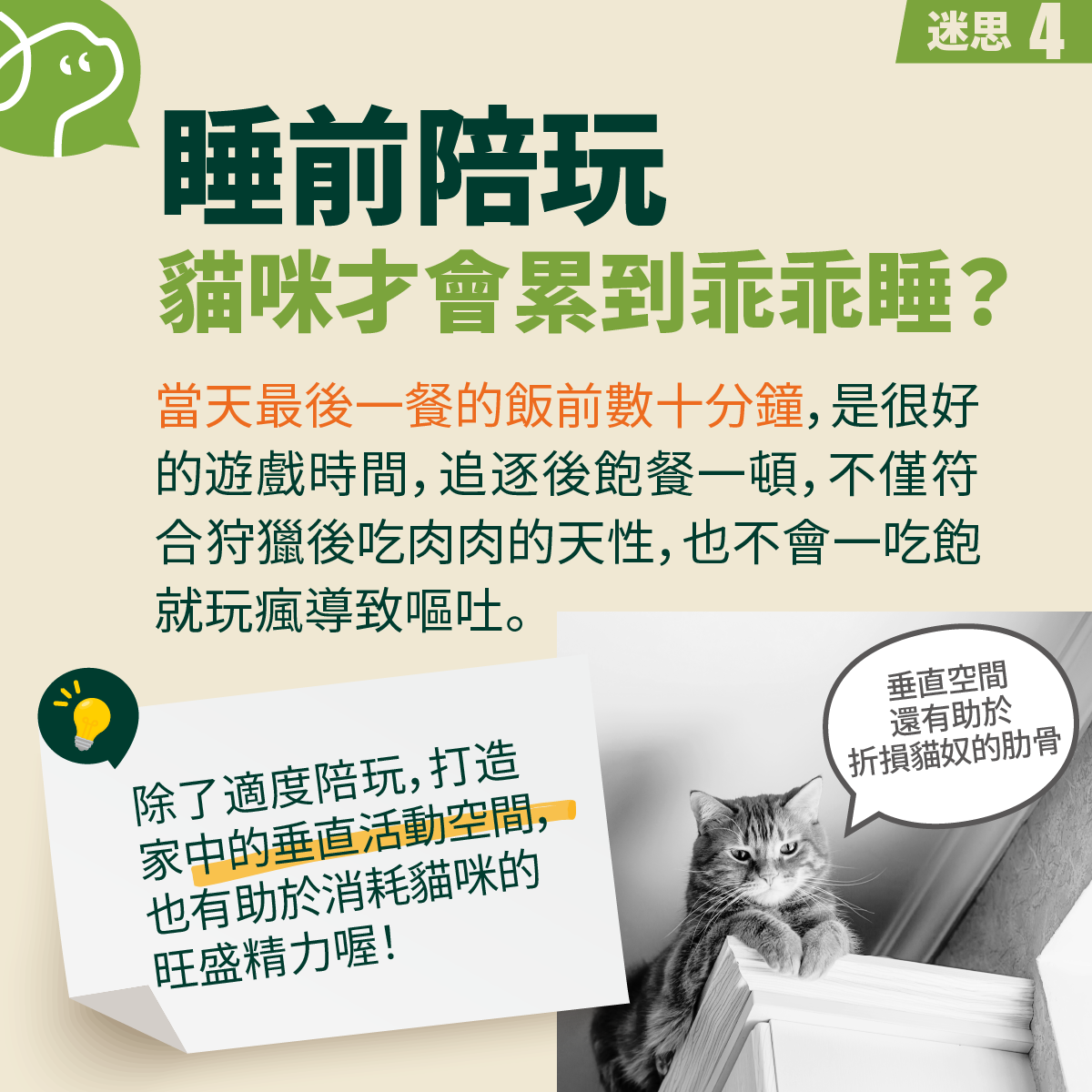 貓咪深夜不睡？破解迷思，貓奴一夜好眠！ | 寵物公園PetPark