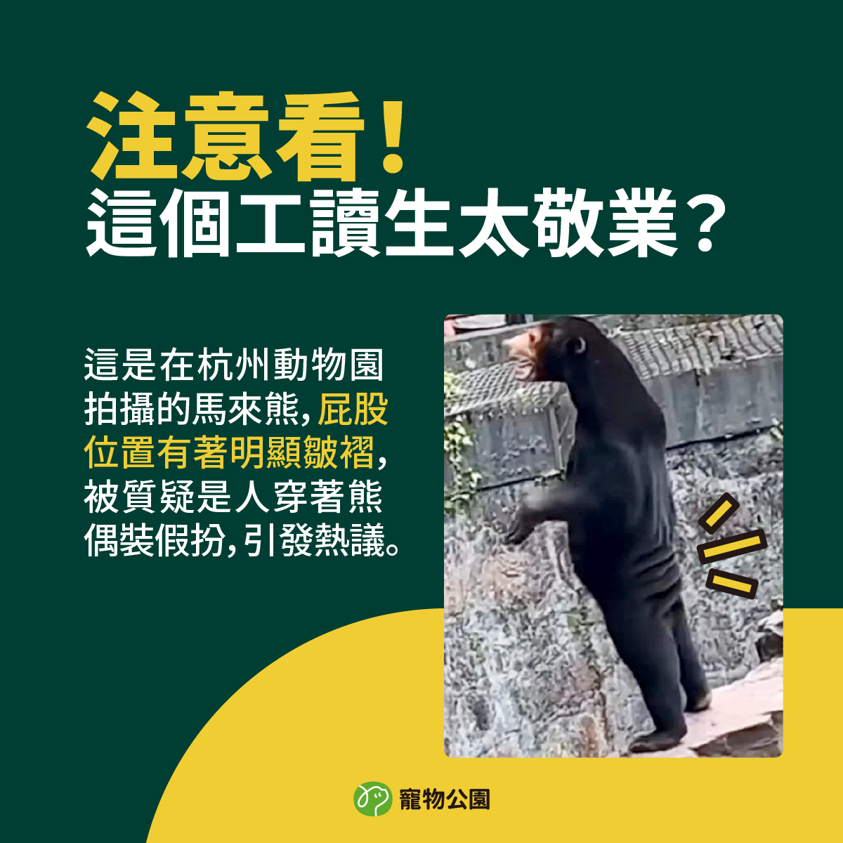 這是在杭州動物園拍攝的馬來熊，屁股位置有明顯皺褶，被質疑是人類穿著熊偶裝。