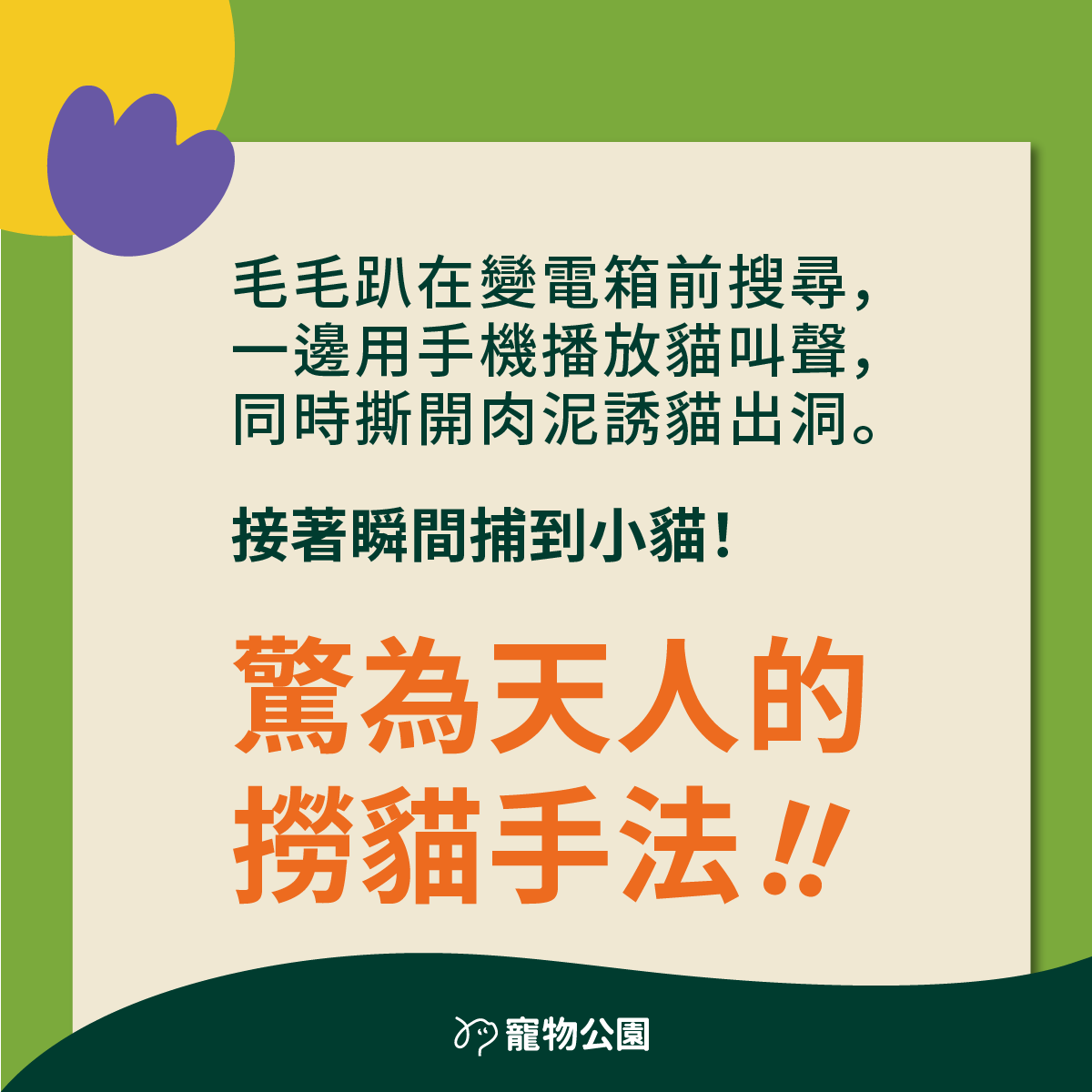 毛毛趴在變電箱前搜尋，一邊用手機播放貓叫聲，同時撕開肉泥誘貓出洞。接著瞬間捕到小貓！
