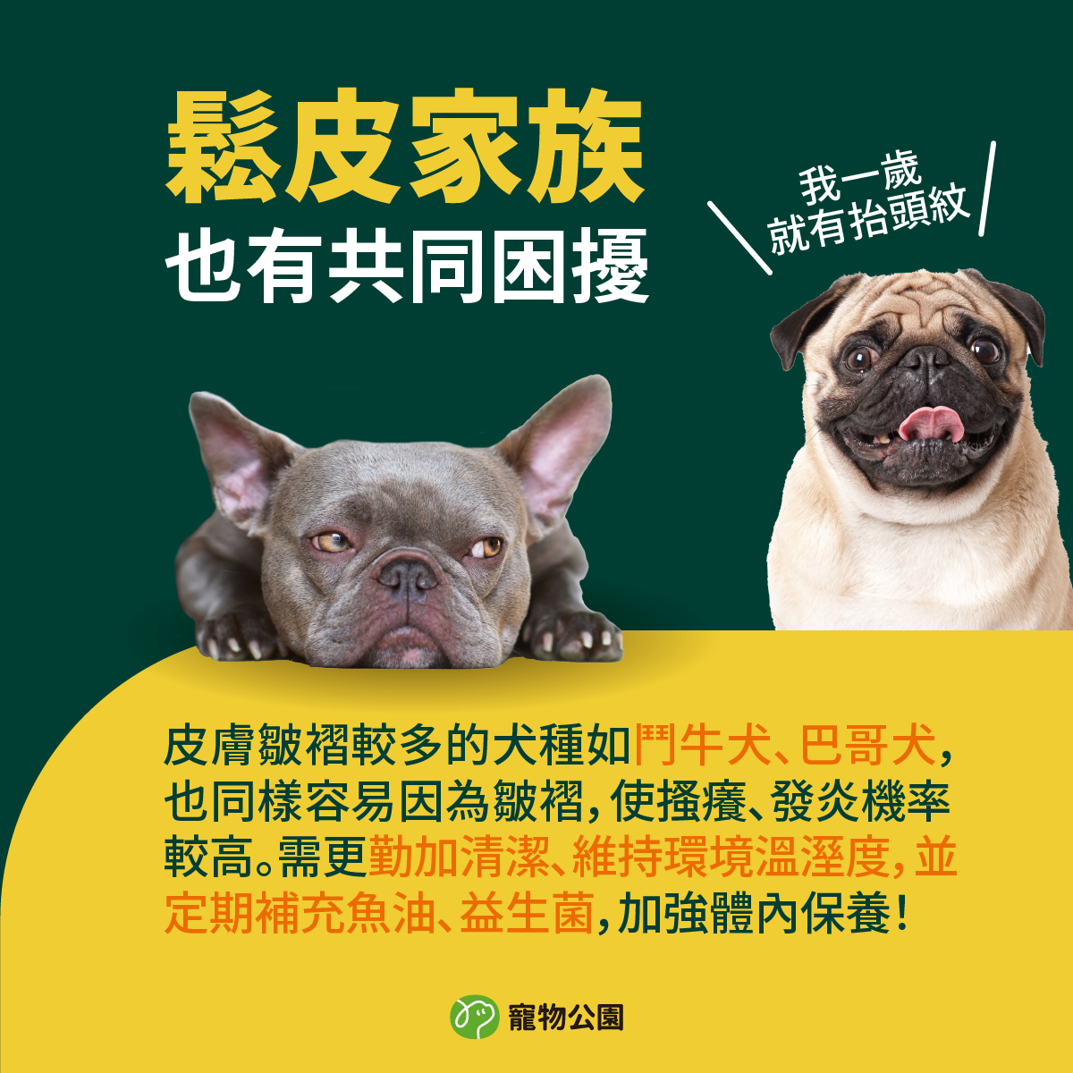 皮膚皺褶較多的犬種如鬥牛犬、巴哥犬，也同樣容易因為皺褶，使搔癢、發炎機率較高。需更勤加清潔、維持環境溫溼度，並定期補充魚油、益生菌，加強體內保養！