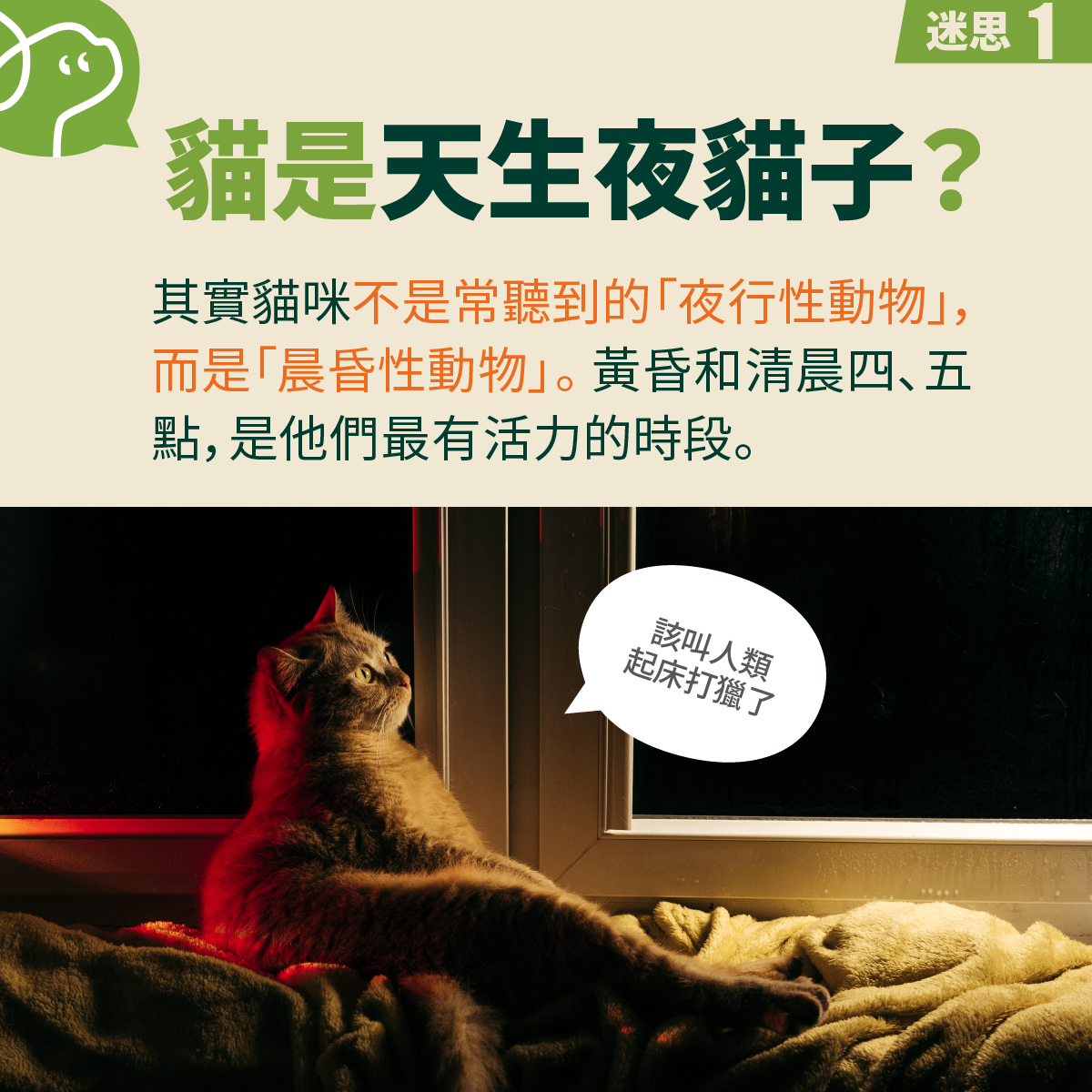 其實貓咪不是常聽到的「夜行性動物」，而是「晨昏性動物」。 黃昏和清晨四、五點，是他們最有活力的時段。
