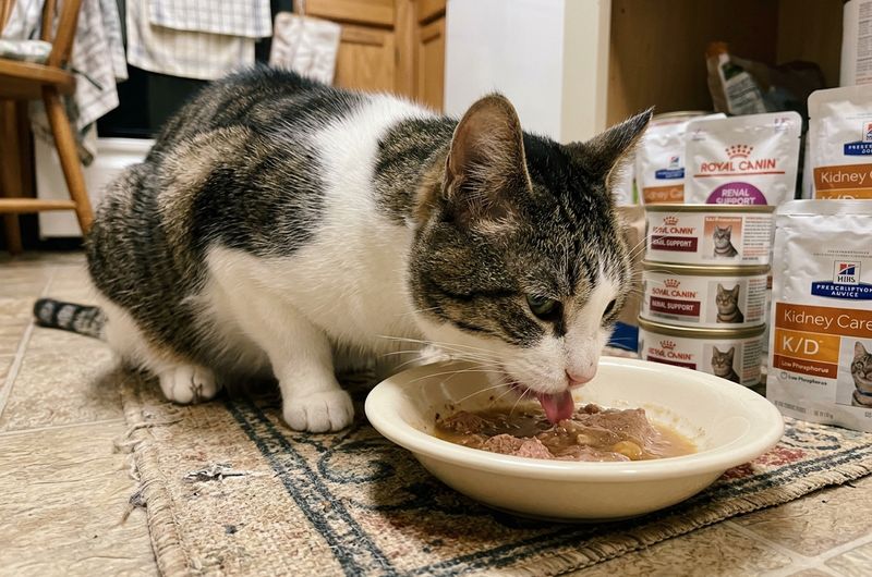 低磷貓飼料推薦:2026年9款處方與熟齡配方,磷含量怎麼換算